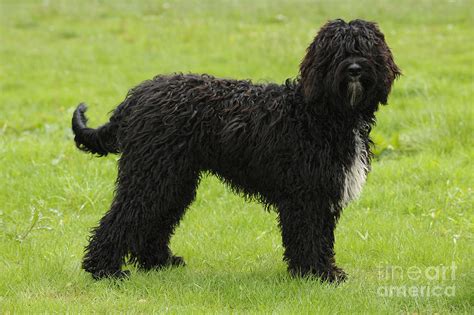 Barbet Dog Photograph by John Daniels - Fine Art America