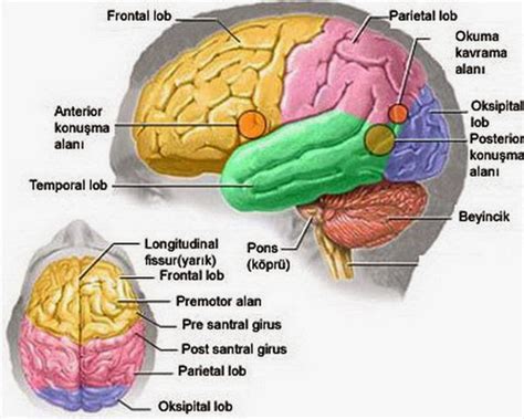 5 Fakta Unik dari Otak Manusia | FAKTA UNIK PLUS