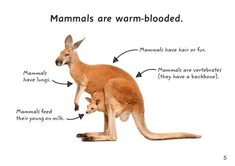 First Facts: Kangaroos - Pascal Press (9781925425895) Educational ...