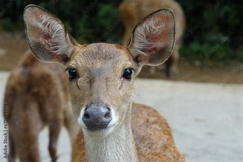 The Javan rusa (Rusa timorensis), or Sunda sambar is native to the Indonesian islands of Java ...