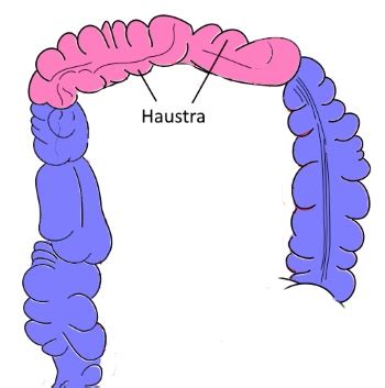 Transverse Colon: Definition & Function | Study.com