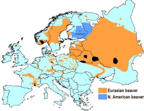Population and distribution of beavers Castor fiber and Castor canadensis in Eurasia - Halley ...