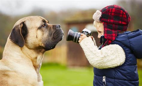 20 Largest Dog Breeds Around: Giant and Lovable XL Canines!