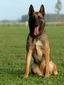 Belgian Malinois Police Dog - Police & Military K9 Sales and Training