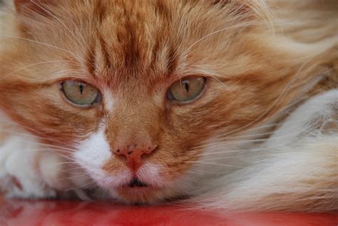 Cat Ginger Face · Free photo on Pixabay