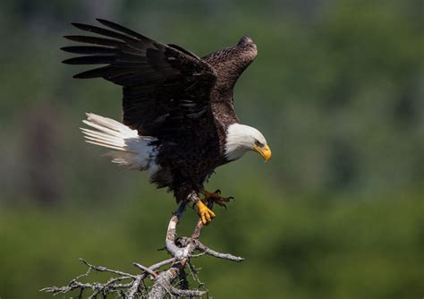 Eagle Symbolism: Guide To Their Spiritual Meaning | Simply Symbolism