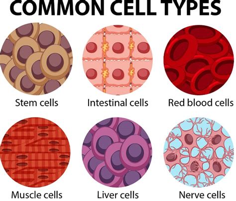 Animal Cell - The Definitive Guide | Biology Dictionary