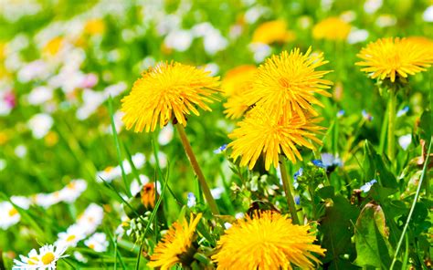 Yellow Dandelion Background wallpaper | 2880x1800 | #23755