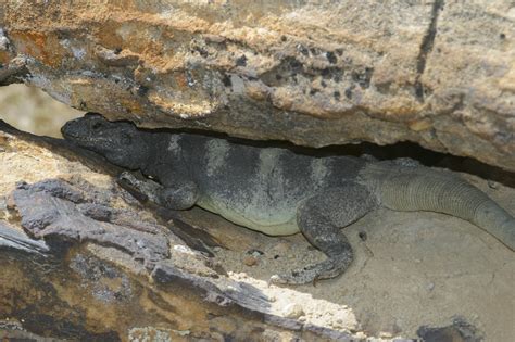 Common Chuckwalla - Grand Canyon-Parashant National Monument (U.S. National Park Service)