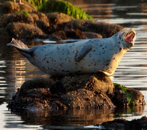 Harbor seal species profile | Encyclopedia of Puget Sound