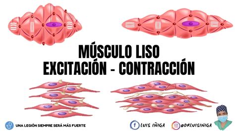 Fisiología: Músculo Liso | Generalidades y Mecanismo de Excitación-Contracción | Parte 1 - YouTube