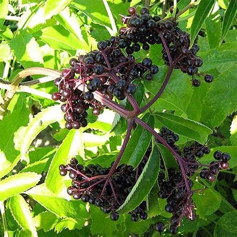 7 Top Elderberry Varieties to Grow in Your Backyard | Gardener's Path ...