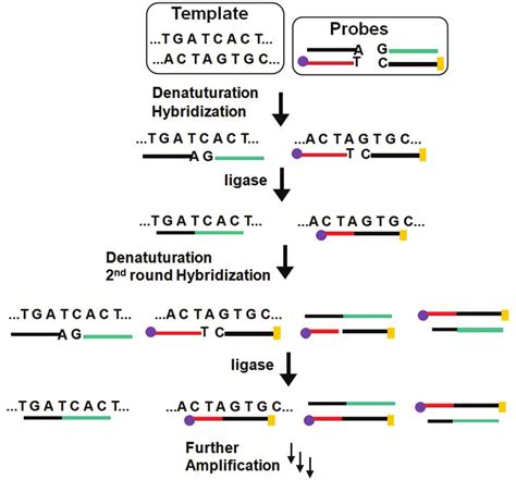 Schematic principle of the ligase chain reaction (LCR) based DNA ...