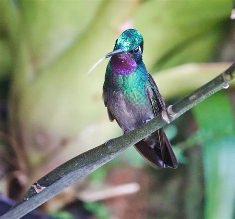 Purple-throated Mountain Gem – Pic for Today