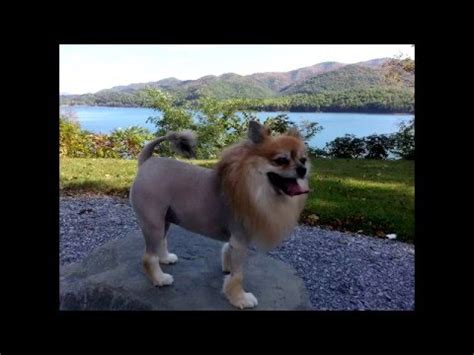 How to Pomeranian Lion Cut - YouTube