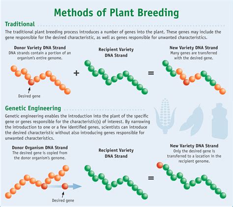 Classical Plant Breeding vs. Molecular Plant Breeding | by R Mateo ...