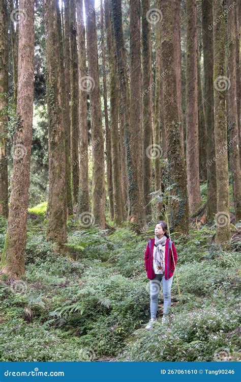 Tourist Hikes in Alishan National Scenic Area in Taiwan Editorial Image ...