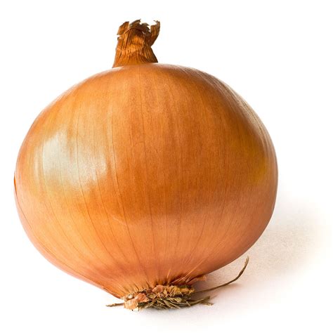 Yellow onion - Wikipedia