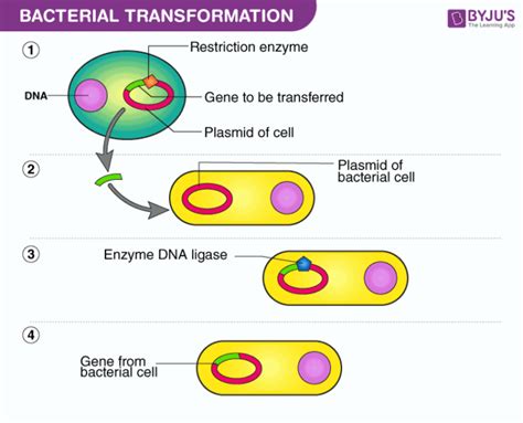 Bacterial Genetics - Conjugation, Transduction, Transformation