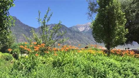 A Trip to the Young Living Lavender Farm in Mona, Utah - YouTube