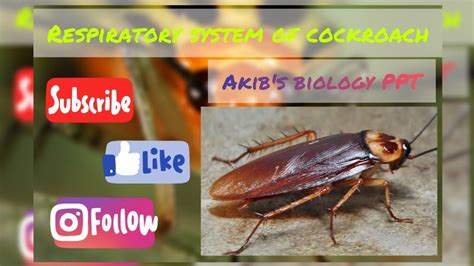 RESPIRATORY SYSTEM OF COCKROACH | NON CHORDATES | ZOOLOGY - YouTube