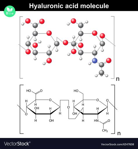 Hyaluronic acid molecule Royalty Free Vector Image