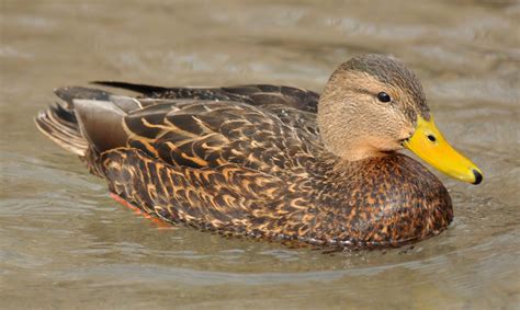 Mexican Duck | Mexican Duck, Anas ( platyrhynchos ) diazi , at First Dam, Logan, Utah ...