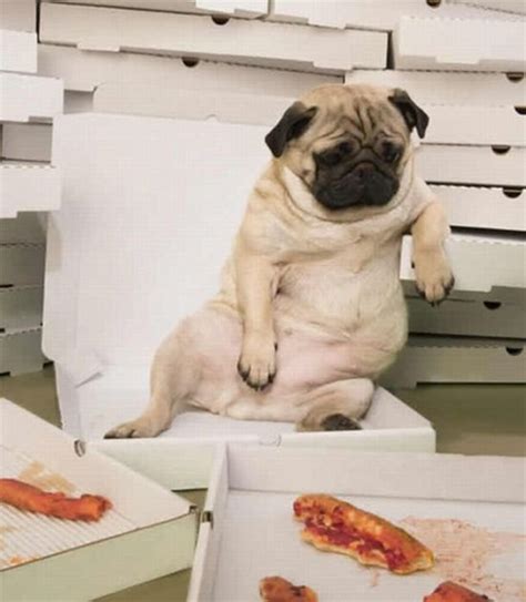 Dogs Eating Pizza (20 pics)