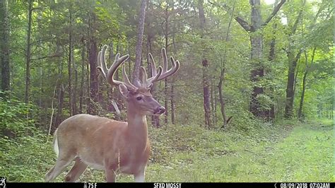 Browning Strike Force Pro XD Trail Camera Captures Big Velvet Whitetail Buck - YouTube