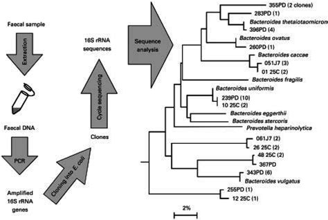 The culture independent assessment of microbial diversity. | Download Scientific Diagram