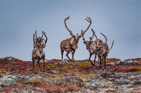 Caribou VS Reindeer: What's the Difference? - Facts.net