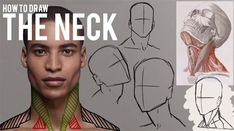 How to Draw the Neck | Learning the Neck Anatomy - YouTube