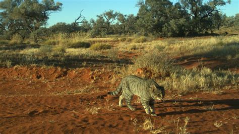 Researcher catches huge feral cats on camera roaming in Australian outback | news.com.au ...