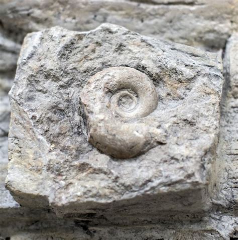 Fossil snail. stock image. Image of ammonite, excavating - 48905003