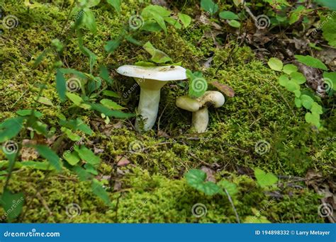 Destroying Angel Mushroom Royalty-Free Stock Photography ...