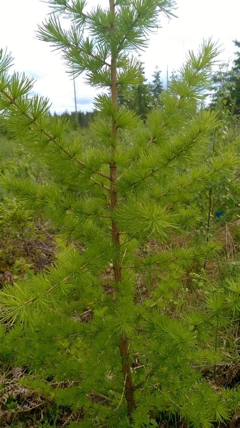 Conical Siberian Larch - Pahl's Market - Apple Valley, MN