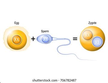 5,718 Zygote Images, Stock Photos, 3D objects, & Vectors | Shutterstock