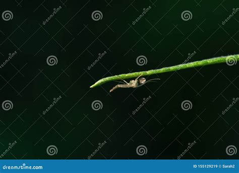 Chironomus Plumosus, Aka the Buzzer Midge. Nonbiting Midge Chironomidae in Natural Habitat ...