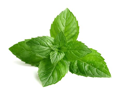 Mint Leaves Wallpapers - Wallpaper Cave