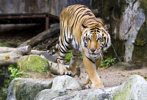 San Diego Zoo: Animal Exhibits, Attractions, and Tours