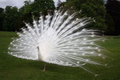 Presenting White Peacocks For A Dream Wedding - Bridals.Pk