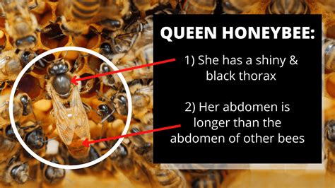 How to Find a Queen Bee: What Does a Queen Bee Look Like? - LearnBees ...