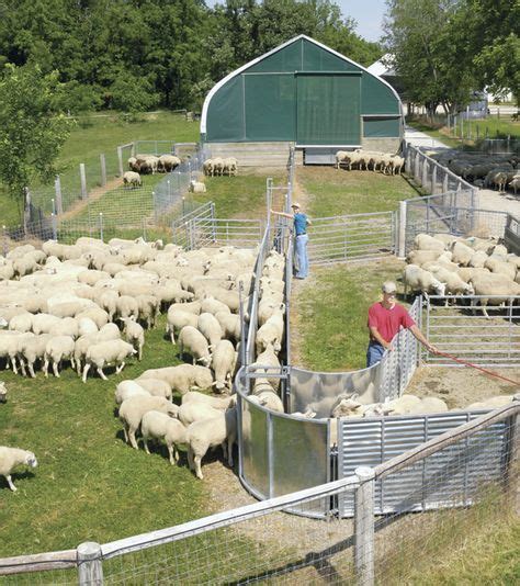 Handling Systems | Sheep farm, Sheep house, Sheep fence