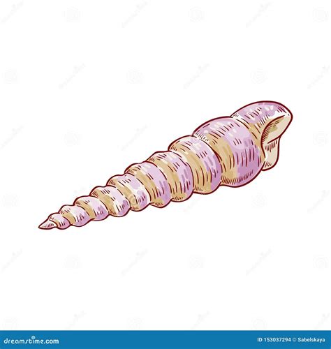 Spiral Oblong Seashell from the Beach, Tropical Shell. Stock Vector - Illustration of drawing ...