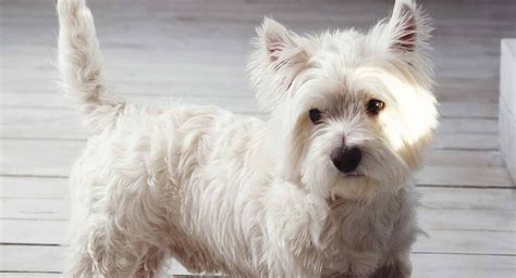 Westie Mix Breeds