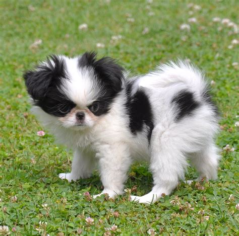 japanese chin puppy | Cute small dogs, Japanese chin puppies, Cutest ...