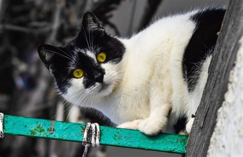 🥇¿El Secreto del Gato Bicolor? ¡Descúbrelo Ahora! - Gatos Exoticos