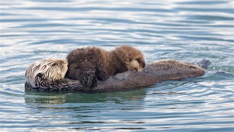 sea, Otter, Sea, Ocean, 10 Wallpapers HD / Desktop and Mobile Backgrounds