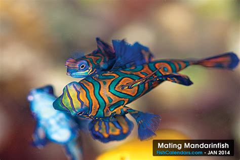 Mating Mandarinfish - Larger male takes turns mating with each female in his harem every evening ...