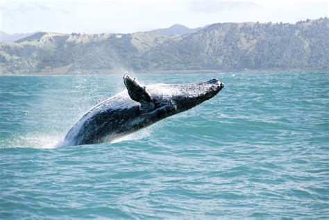 Best time to go whale watching in Hawaii - Hawaii Ocean Rafting